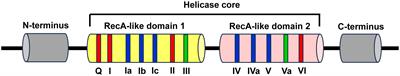 Role and therapeutic potential of DEAD-box RNA helicase family in colorectal cancer